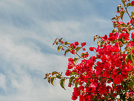 红色,叶子花属,花,空中,塞浦路斯