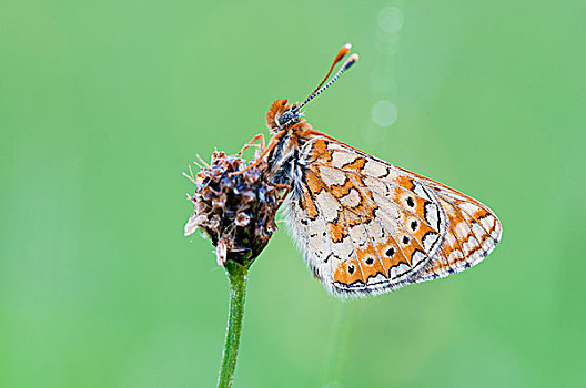 湿地,豹纹蝶