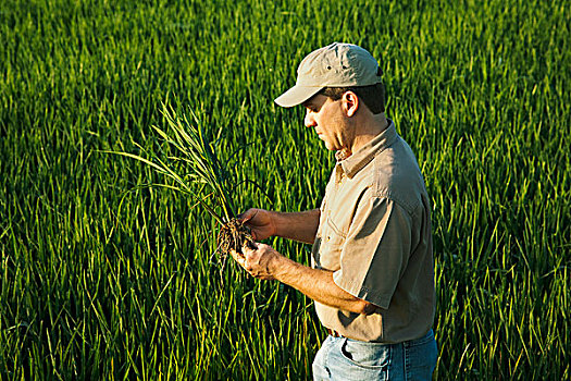 农业,农民,地点,生长,水稻,早,头部,排列,阿肯色州,美国