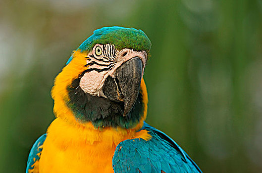 金刚鹦鹉,头像,潘塔纳尔,巴西,南美