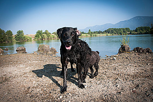 拉布拉多犬,玩,湖