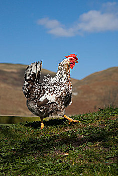 公鸡,诺森伯兰郡,英格兰