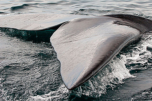 南露脊鲸,鲸尾叶突