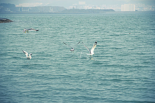 水面上的海鸥群
