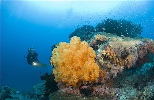 潜水者,珊瑚礁,四王群岛,西巴布亚,印度尼西亚
