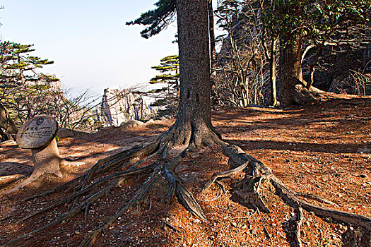 黄山,奇松,名松