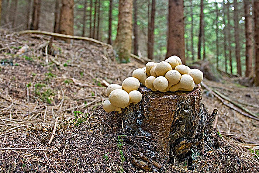 蘑菇,茎