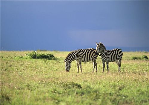 白氏斑马,斑马,一对,马赛马拉国家保护区,肯尼亚