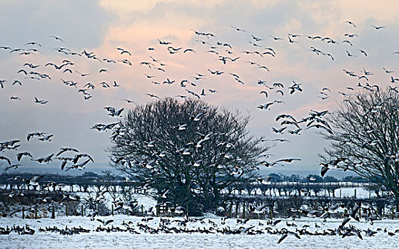 白额黑雁,冬天,邓弗里斯,苏格兰,英国,欧洲
