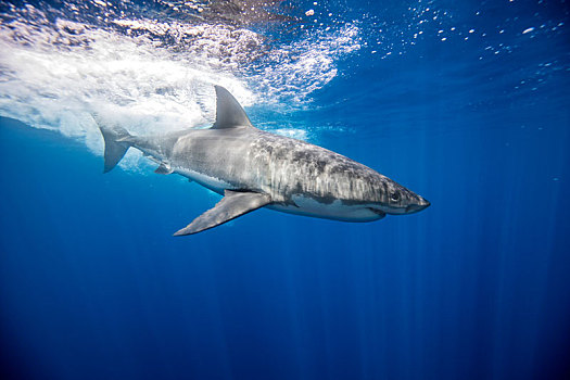 大白鲨,瓜达卢佩,墨西哥