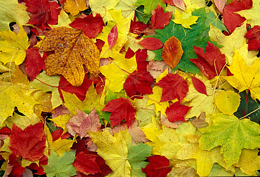 秋叶,黄色,红色,绿色,褐色