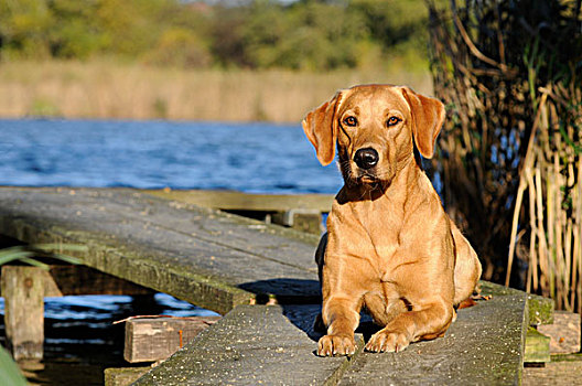 拉布拉多犬,雌性,狗,躺着,木板路,旁侧,湖
