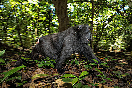 黑色,短尾猿,弥猴属,国家公园,北方,苏拉威西岛,印度尼西亚