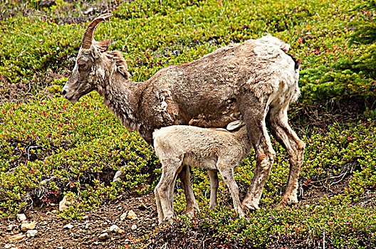 大角羊,喂食,羊羔,树林,碧玉国家公园,艾伯塔省,加拿大