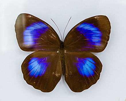 紫斑环蝶