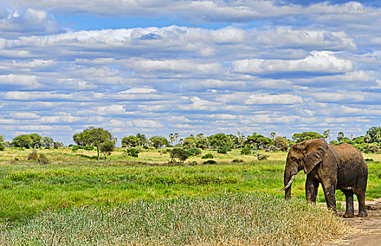 坦桑尼亚,塔兰吉雷国家公园,大象,靠近,河,草地