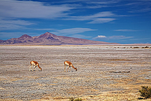 盐湖,荒芜,阿塔卡马沙漠,智利