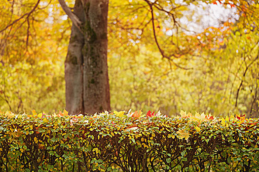 布什,遮盖,秋天,枫叶,瀑布,背景