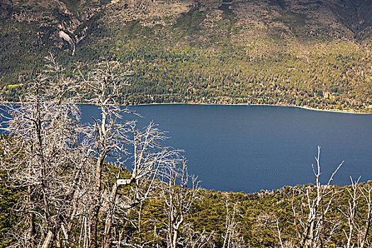 山谷,风景,湖,秃树,纳韦尔瓦皮,国家公园,里奥内格罗,阿根廷