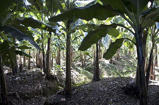 香蕉树,地点,波多黎各,柠檬,哥斯达黎加