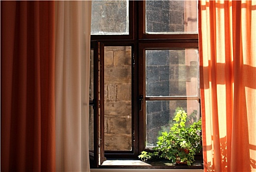 窗口,阳光,植物