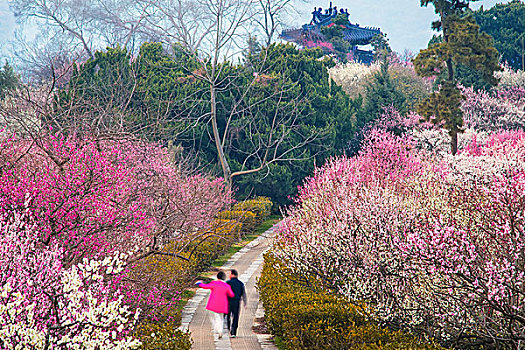 南京梅花山