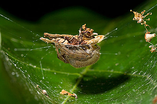 蜘蛛,金蛛科,碎片,保护色,哥斯达黎加