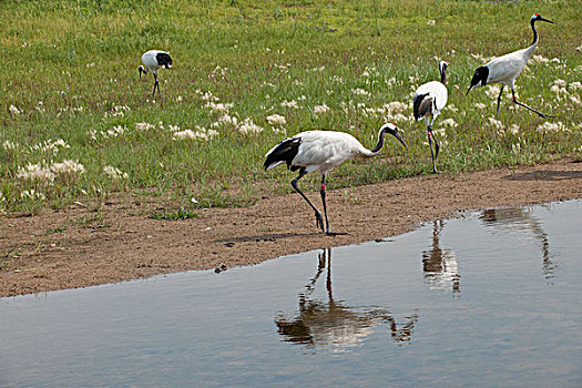 黑龙江齐齐哈尔扎龙丹顶鹤自然保护区沼泽湿地里的丹顶鹤群