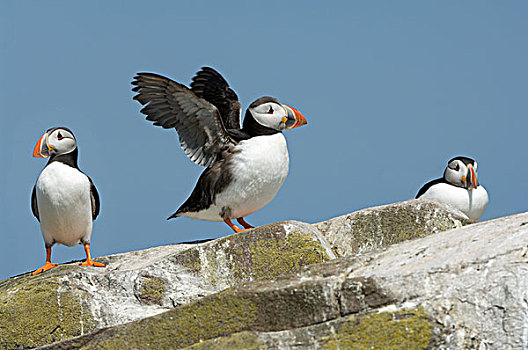 大西洋,角嘴海雀,三个,成年,婚羽,一个,伸展,翼,法恩群岛,诺森伯兰郡,英格兰,英国,欧洲