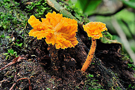 黄色,菌类,古农列尤择国家公园,北方,苏门答腊岛,印度尼西亚