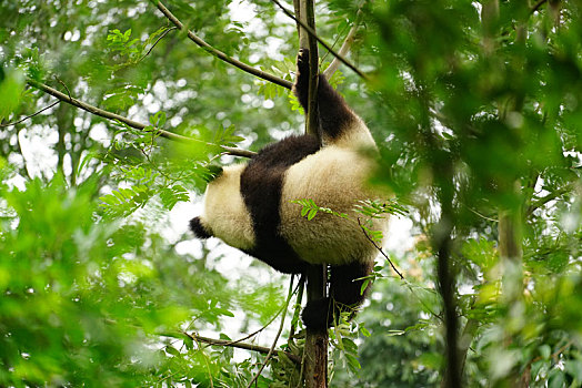 爬树,大熊猫