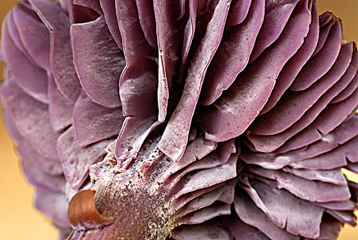 紫色,蘑菇,展示,比利时