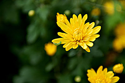 黄色菊花和毛毛虫