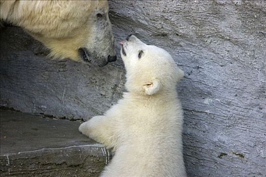 北极熊,幼兽,母兽,相似,新生,十二月,2007年,美泉宫,动物园,维也纳,奥地利,欧洲