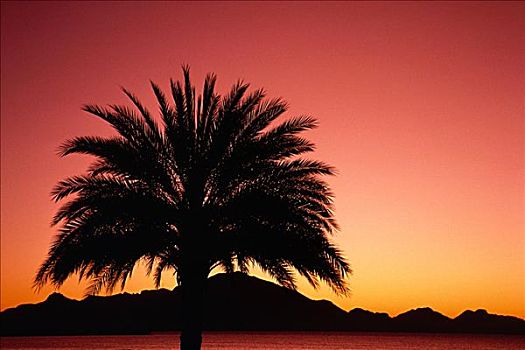 剪影,棕榈树,日出,靠近,墨西哥