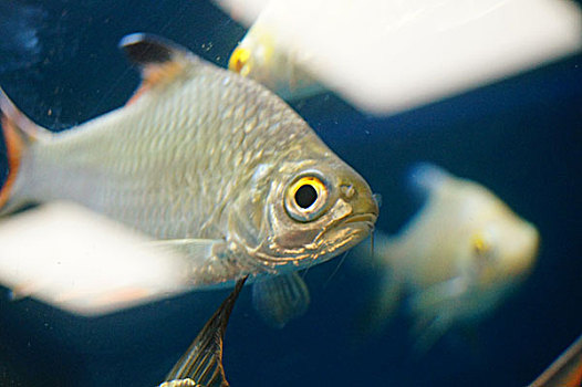 双线鲫鱼在水族馆