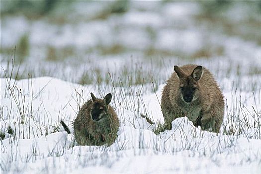 小袋鼠,成年,幼兽,雪中,塔斯马尼亚,澳大利亚