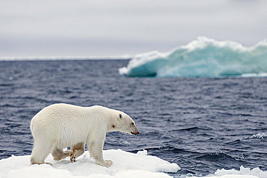 挪威,斯匹次卑尔根岛,成年,北极熊,海冰,浮冰,蓝色,结冰,冰山,漂浮,远景