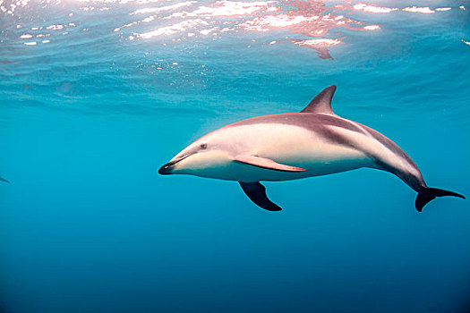 暗黑斑纹海豚,游动,半岛,南岛,新西兰