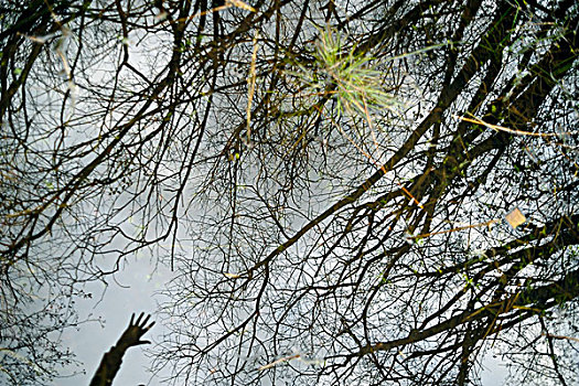 空,树,枝条,室外,伸展,反射,水,诺福克,英国