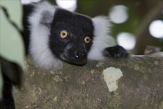 黑白,狐猴,马达加斯加,非洲