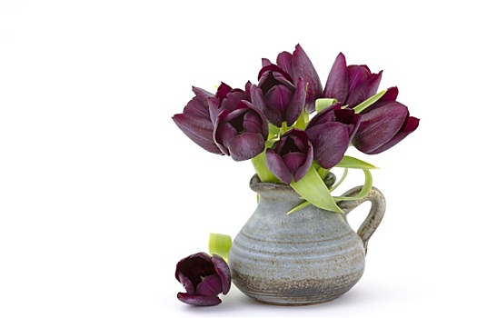 紫色,郁金香,花瓶