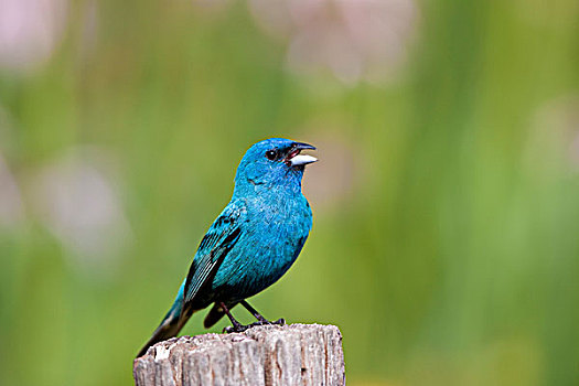 靛蓝,颊白鸟,雄性,唱,栅栏柱,靠近,花园,伊利诺斯,美国