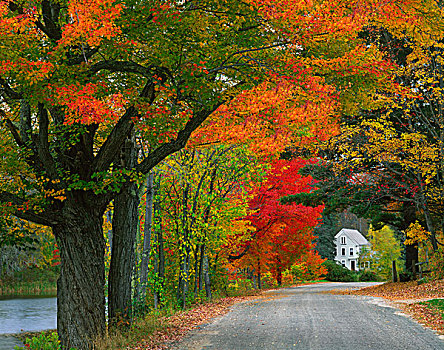 美国,新罕布什尔,道路,排列,秋色,传统,新英格兰,家