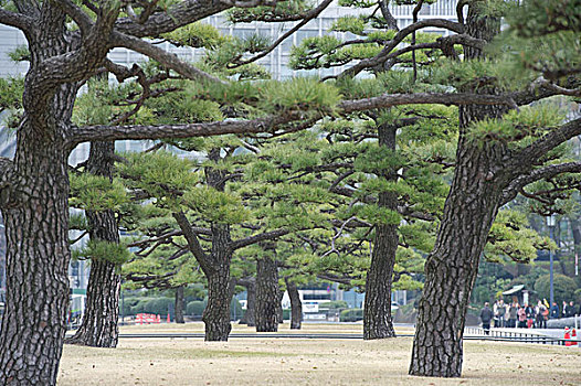 日本公园草地树林
