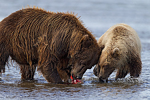 大灰熊,棕熊,三文鱼,克拉克湖,国家公园,阿拉斯加