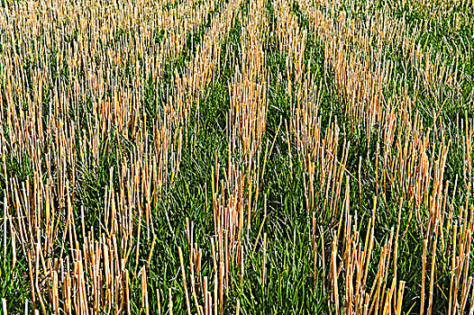 早,生长,零,土地,小麦,茬地,靠近,曼尼托巴,加拿大