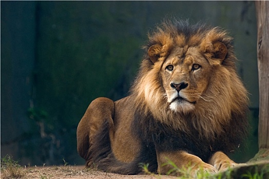 头像,狮子,国王