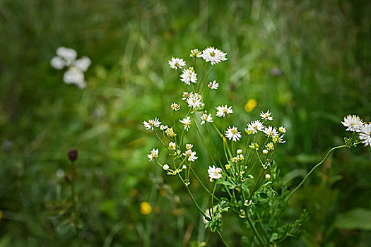 夏日草原上的山花野花