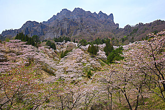 樱桃树,崎岖,山